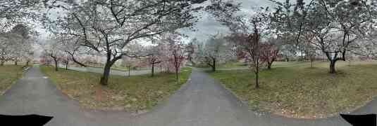 Cherry Blossoms Photo walk